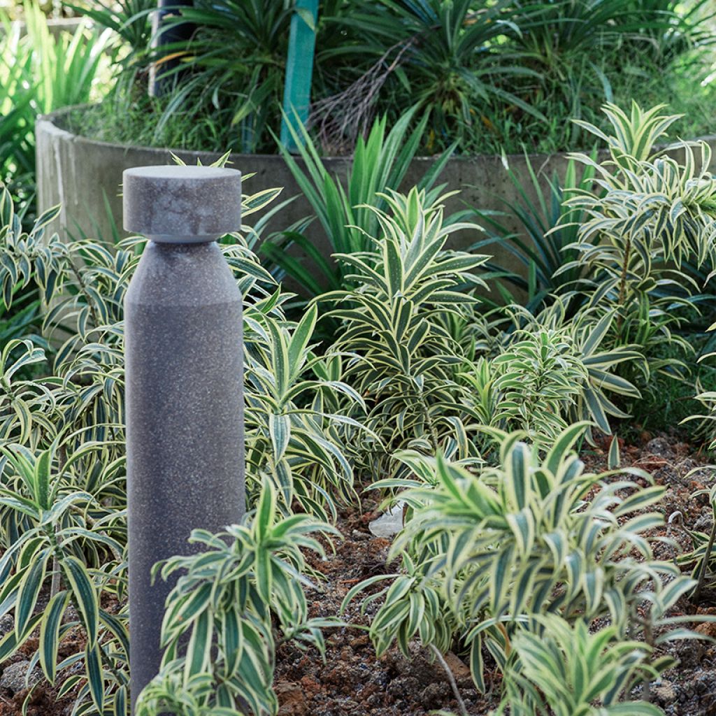 Dracaena White Jewel