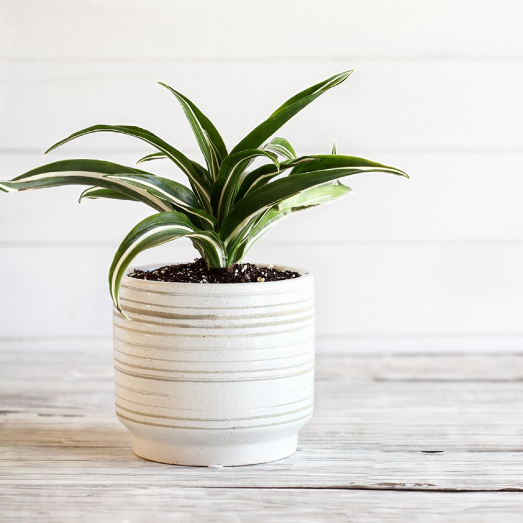 Dracaena White Jewel