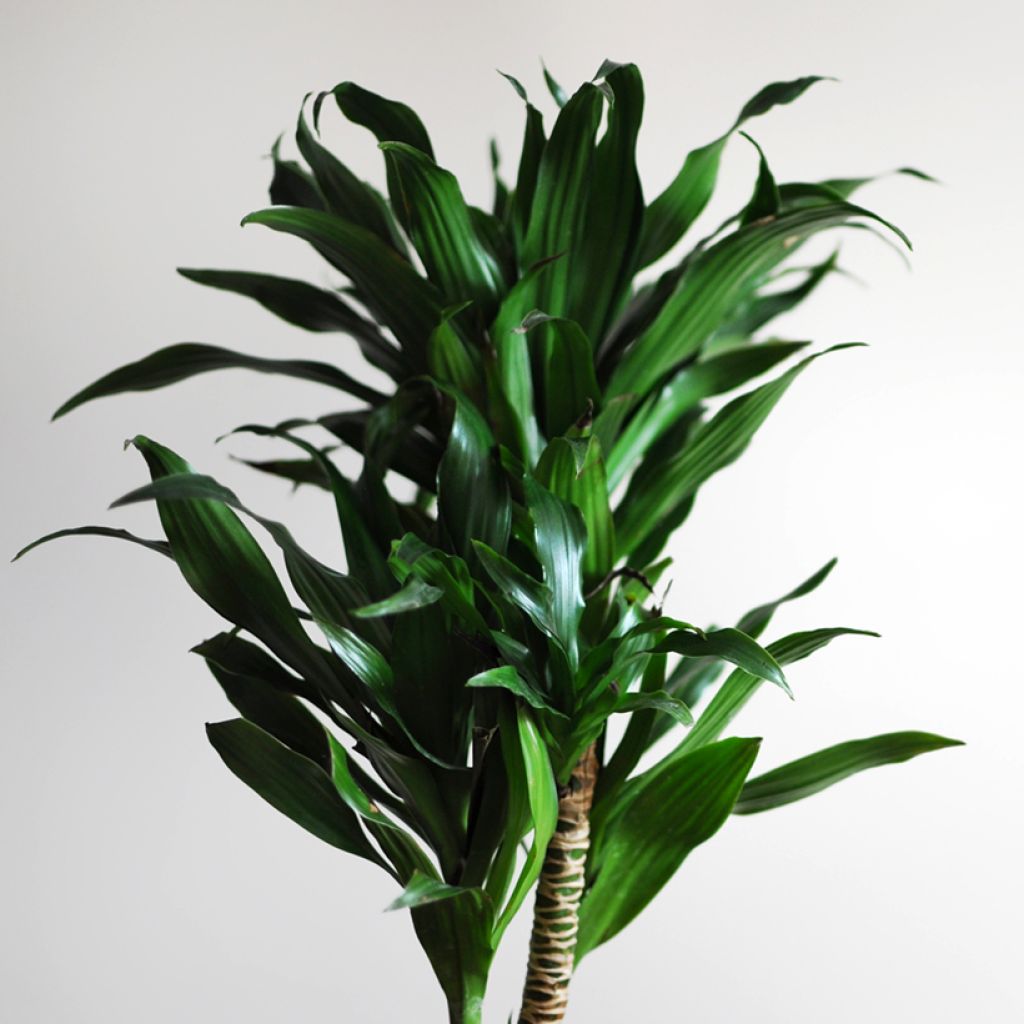Dracaena Janet Craig