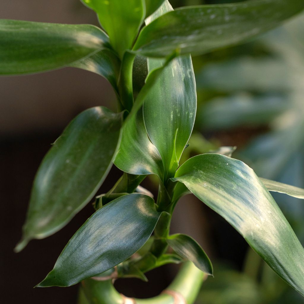 Bambú de la suerte - Dracaena sanderiana