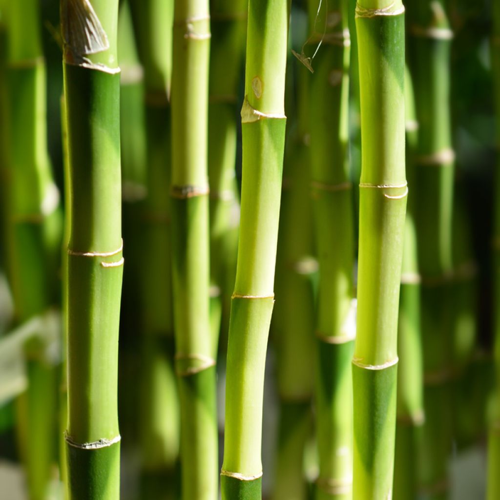 Bambú de la suerte - Dracaena sanderiana