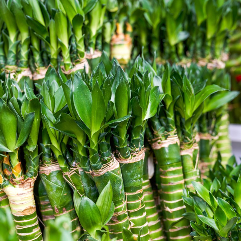 Bambú de la suerte - Dracaena sanderiana