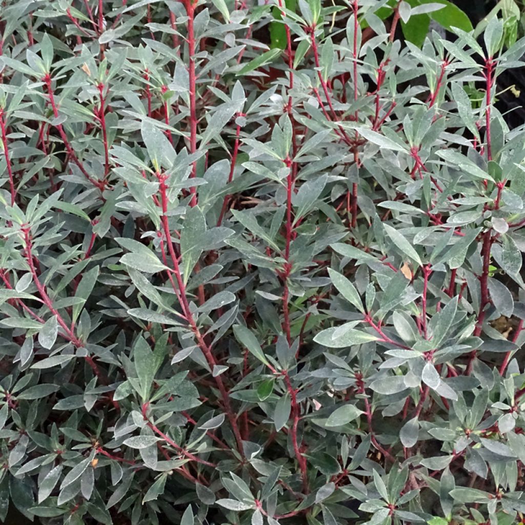 Drimys aromatica Red Spice