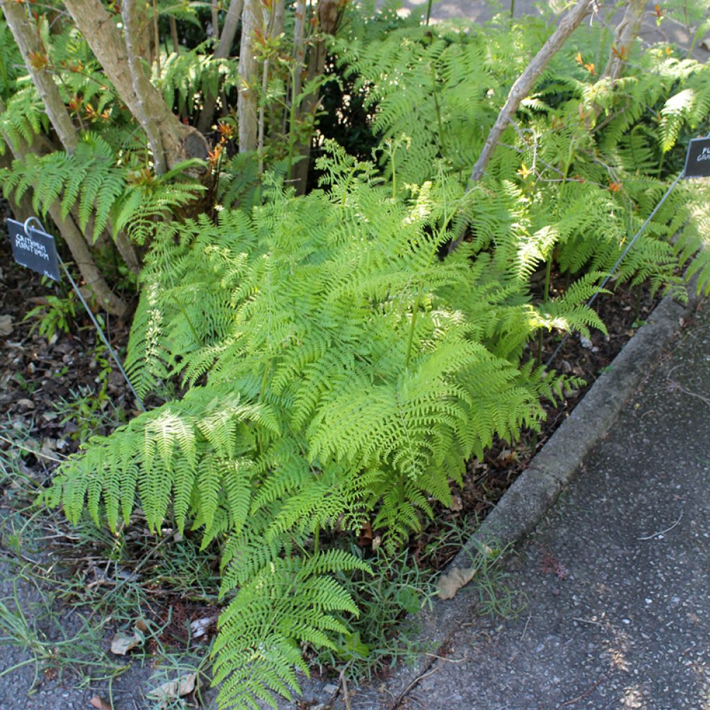 Dryopteris filix-mas - Helecho macho común