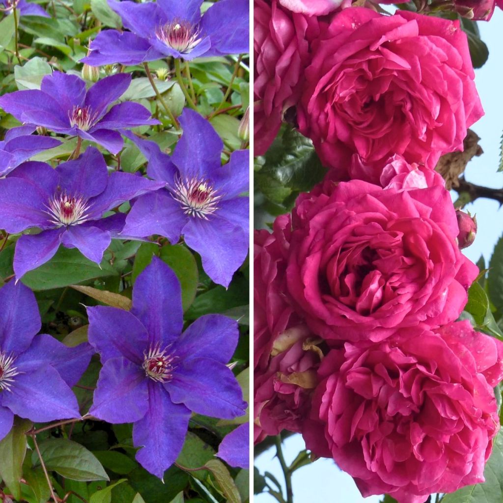 Duo Abundance - Clematis Perle d'Azur and Rose Excelsa