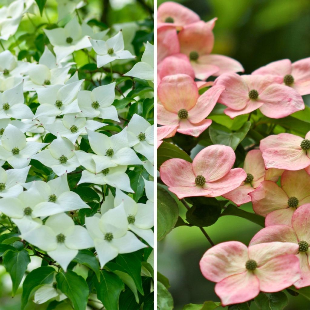 Dúo de Cornus kousa