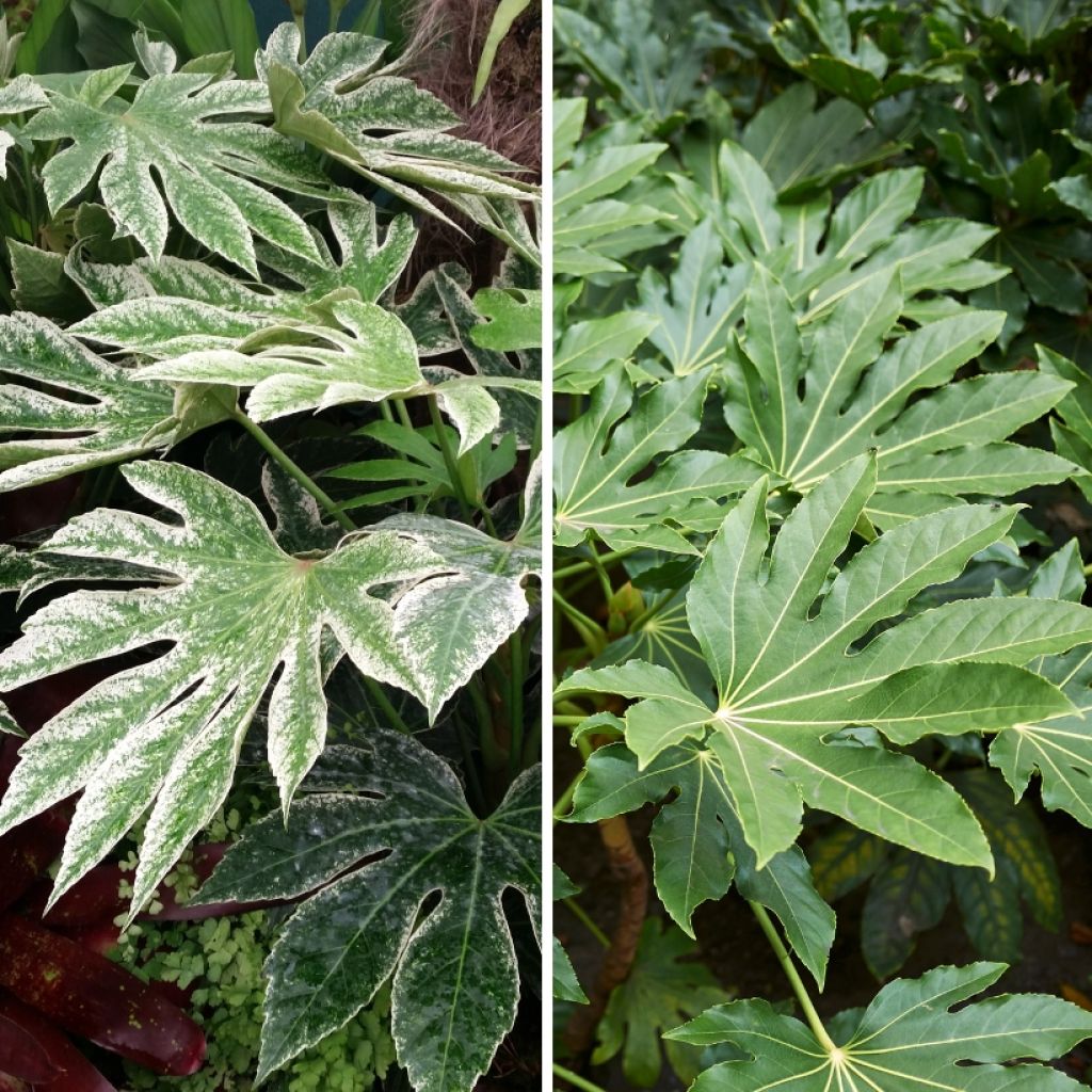 Dúo de Fatsias para un Ambiente exótico