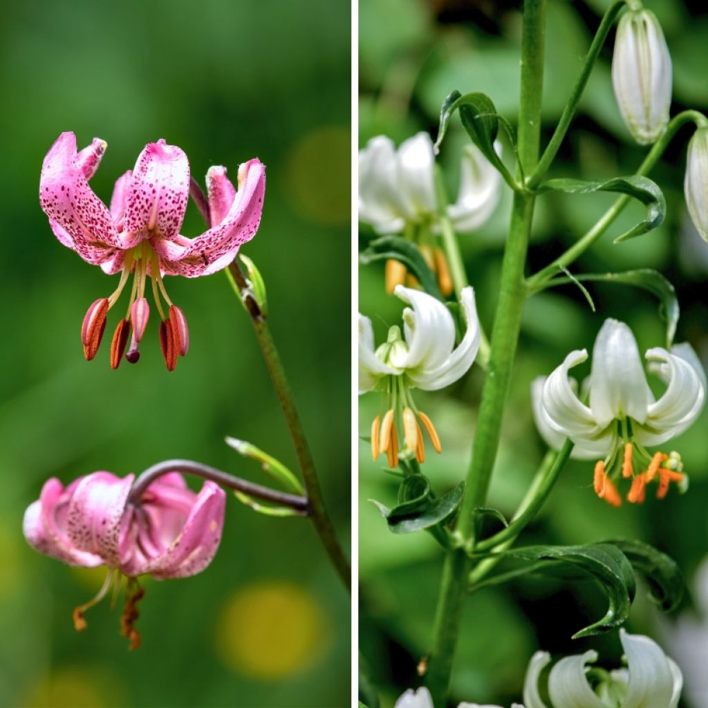 Dúo de Lilium martagon