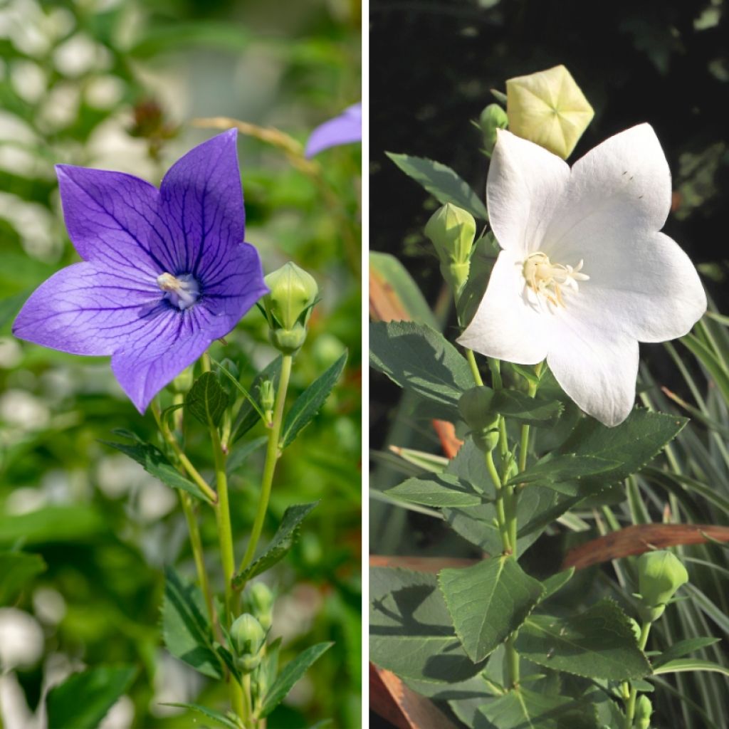 Dúo de Platycodon blanco y azul