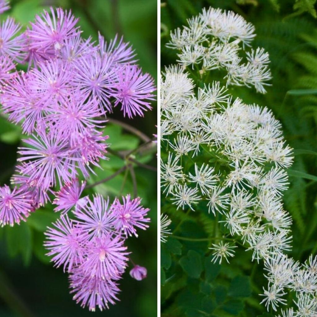 Dúo de Thalictrum aquilegifolium