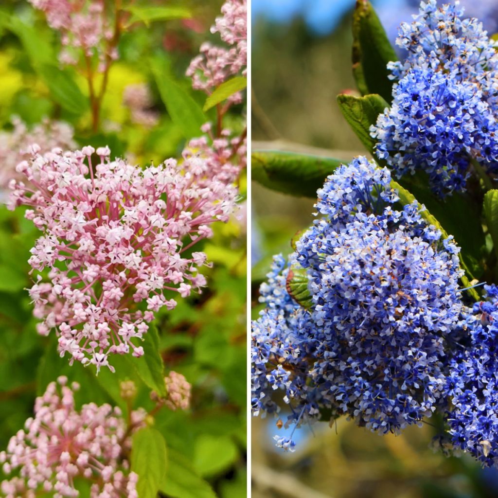 Dúo de Ceanotos de verano resistente rosa y azul