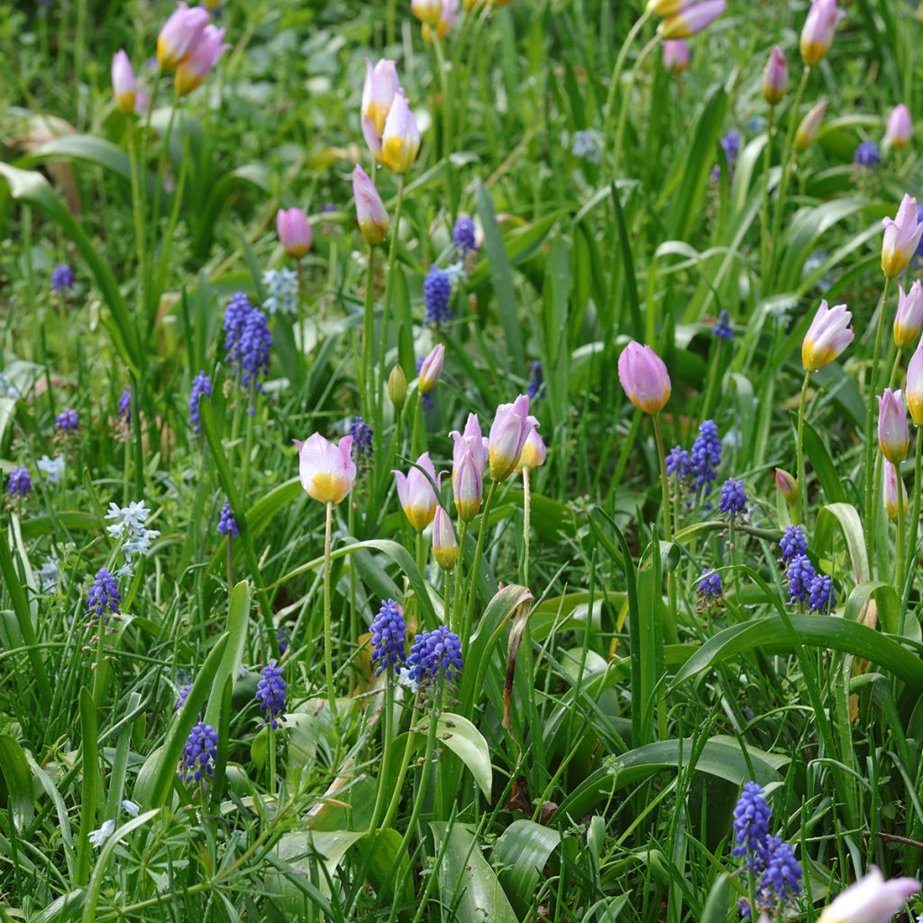 Dúo de pequeños bulbos para naturalizar para el sol rosa y azul