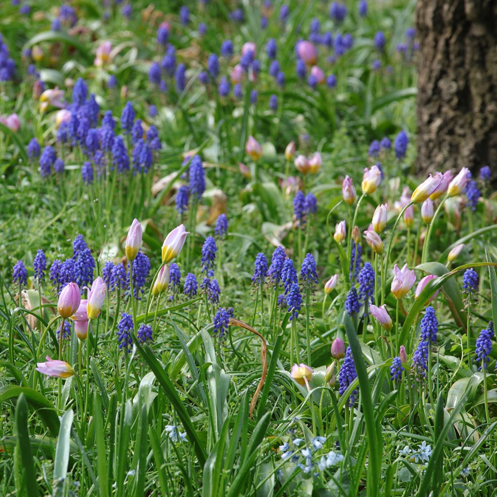 Dúo de pequeños bulbos para naturalizar para el sol rosa y azul
