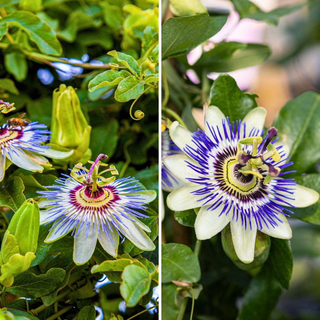 Dúo de Pasifloras perfumadas resistentes hasta -12 °C
