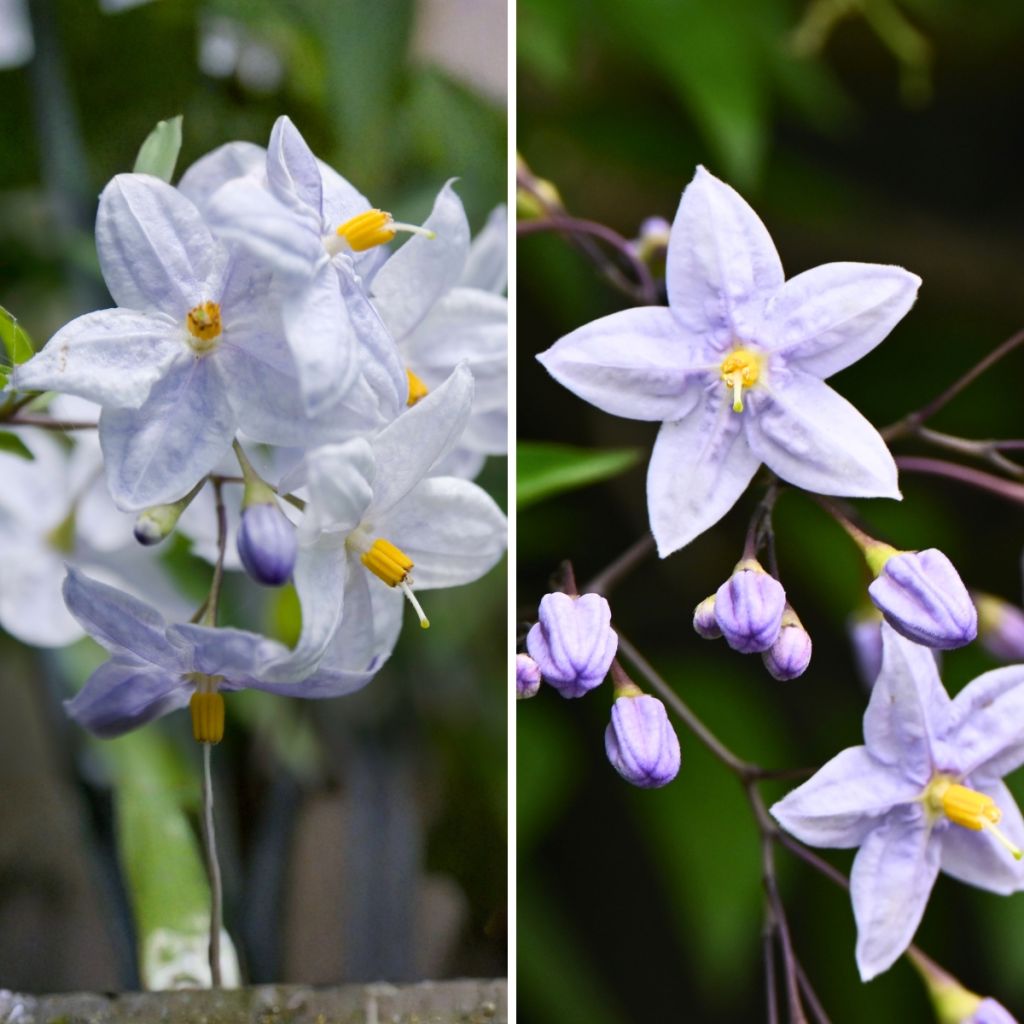 Dúo Solanum jasminoides - falso jazmín