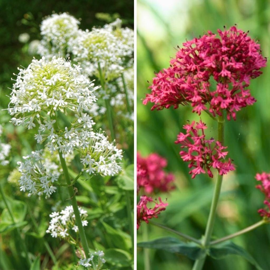 Dúo de Valeriana a precio económico