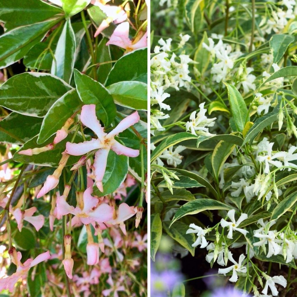 Dúo de Jazmines estrellados con follaje variegado