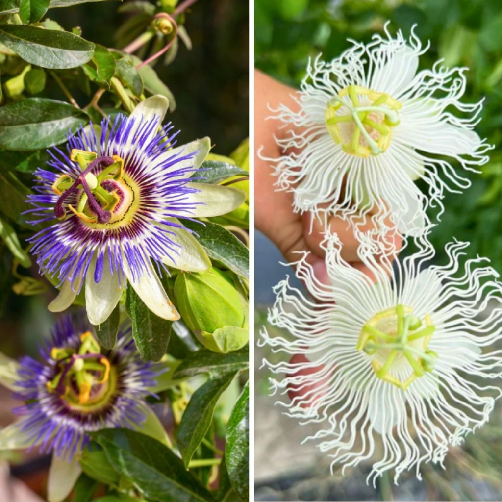 Dúo de Pasifloras perfumadas resistentes hasta -12 °C