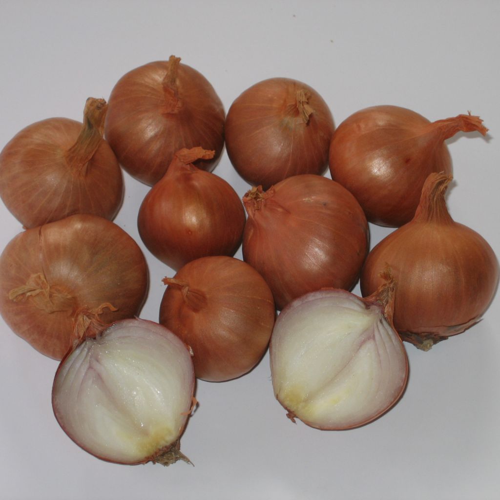 Cebolla chalota Red Sun