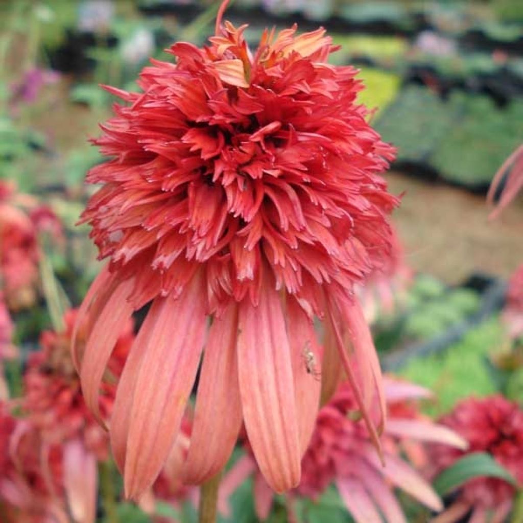 Echinacea purpurea Irresistible