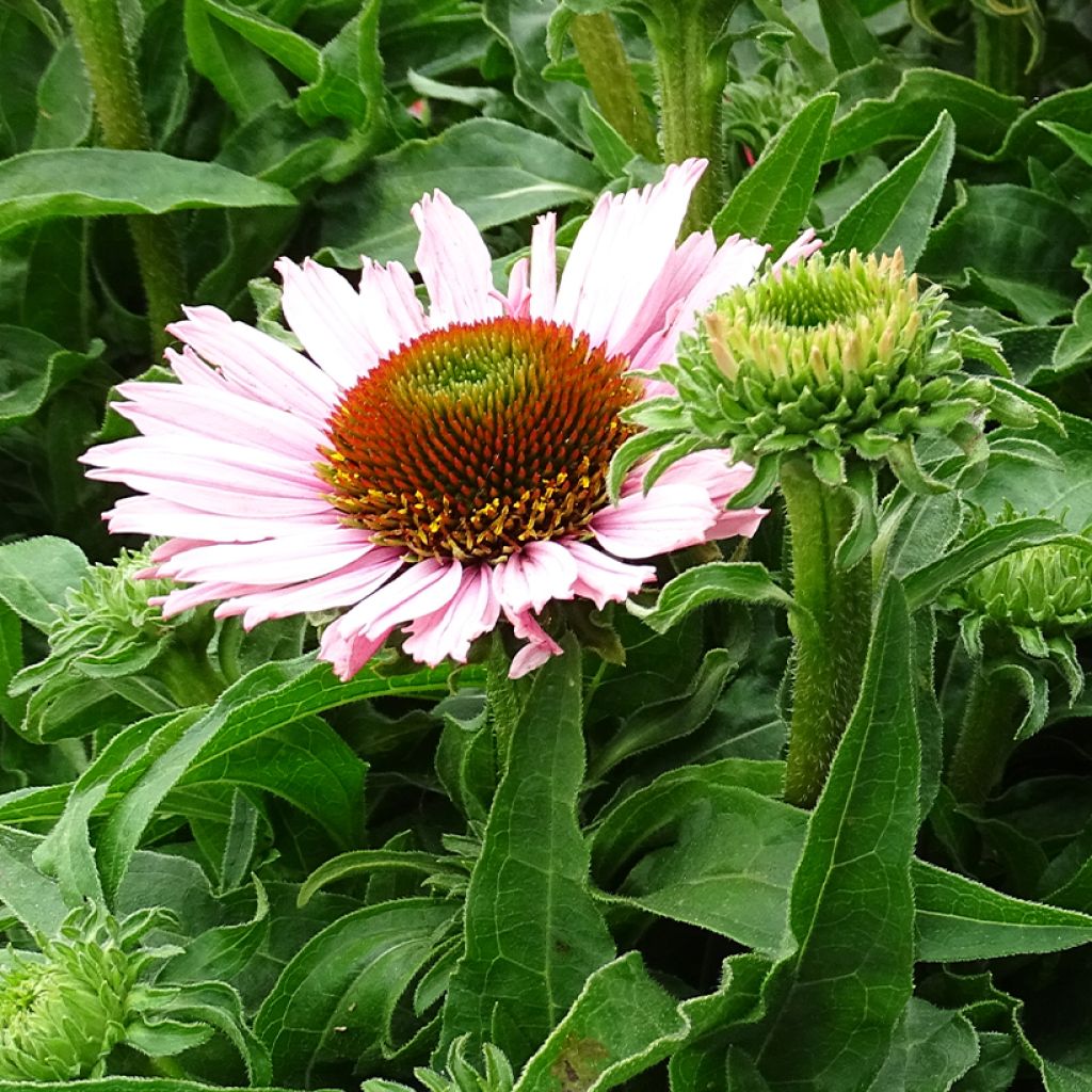 Echinacea purpurea SunSeekers Salmon