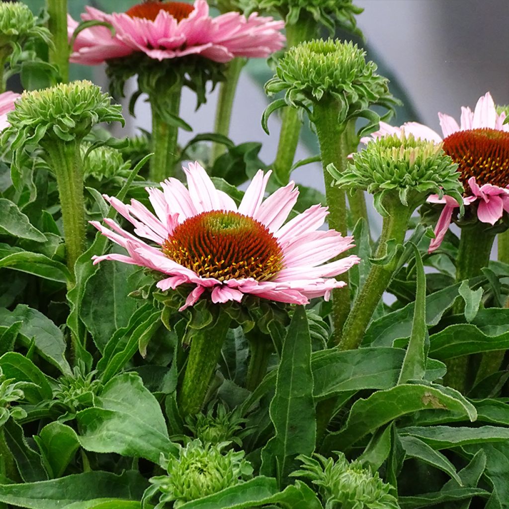 Echinacea purpurea SunSeekers Salmon