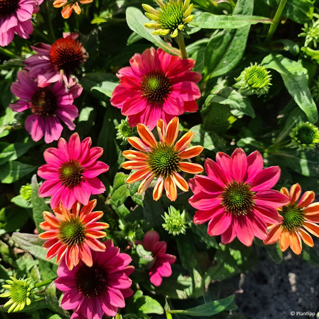 Echinacea Evolution Colorific