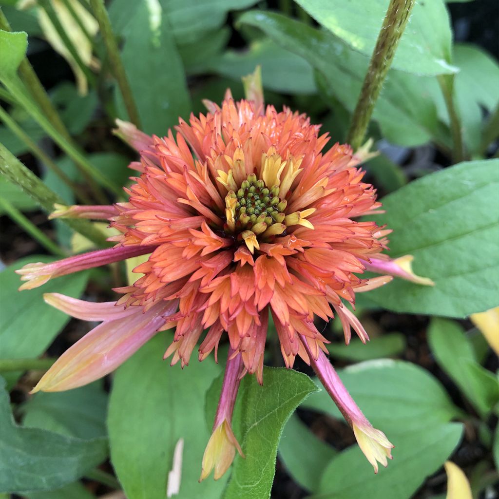 Echinacea purpurea Irresistible