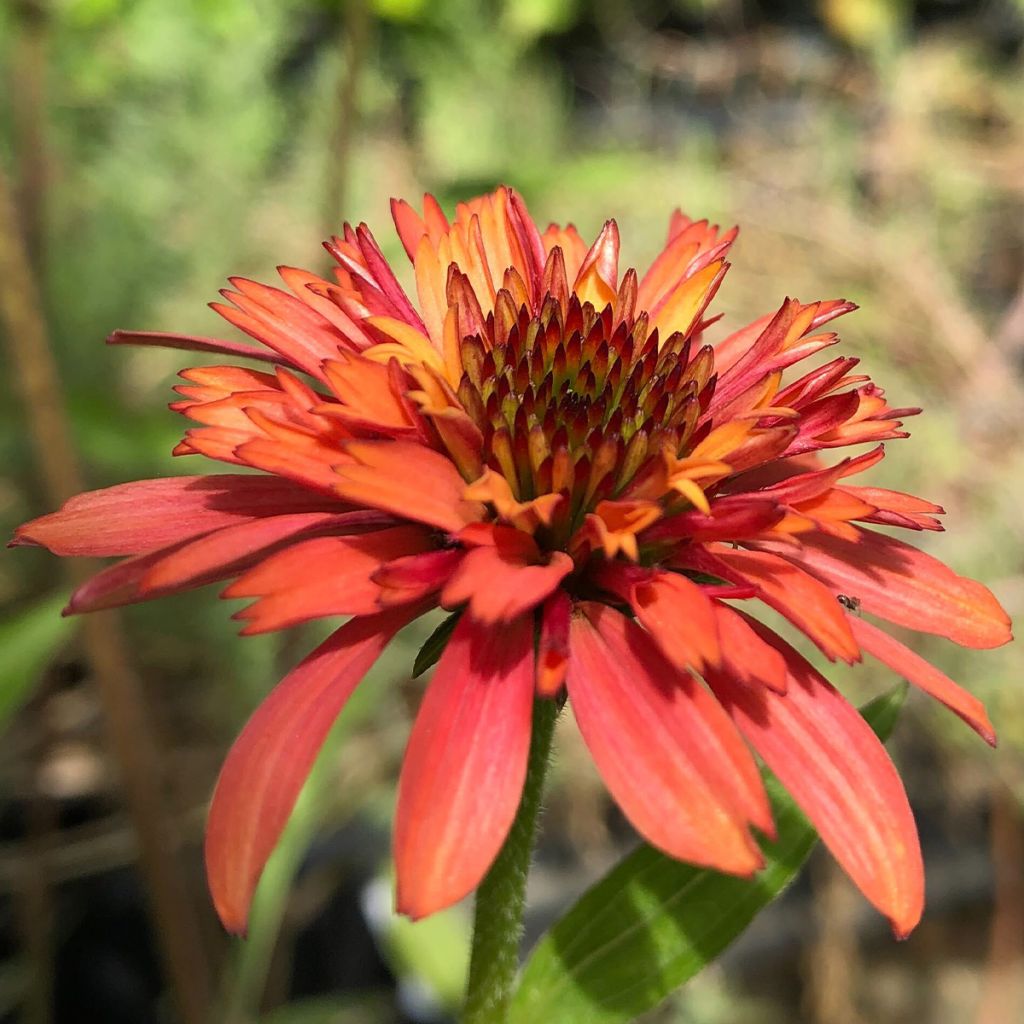 Echinacea purpurea Irresistible