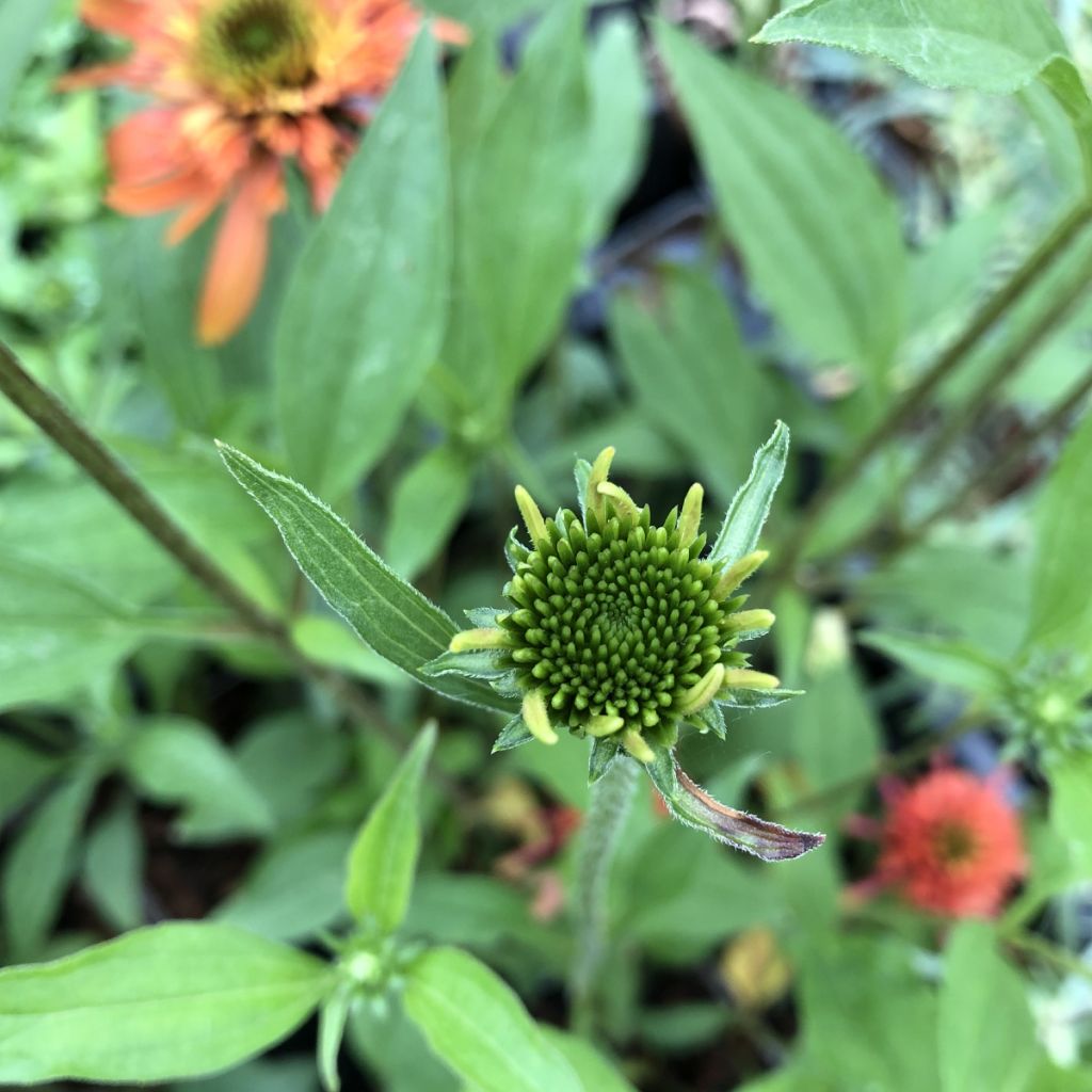 Echinacea purpurea Irresistible