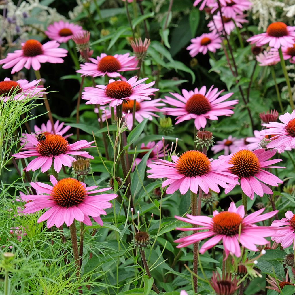 Echinacea purpurea (semillas BIO) - Equinácea