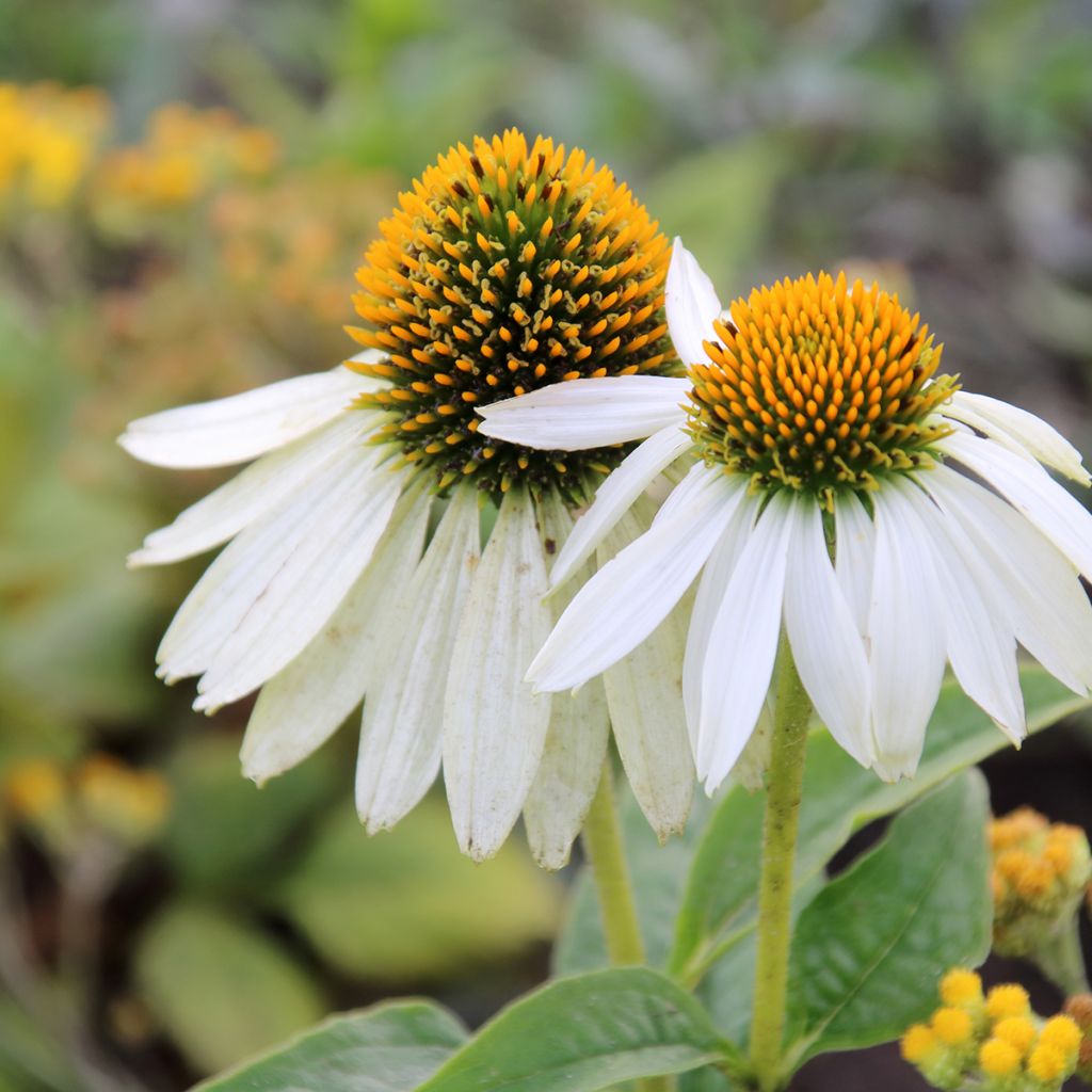 Echinacea purpurea White Swan (semillas BIO) - Equinácea
