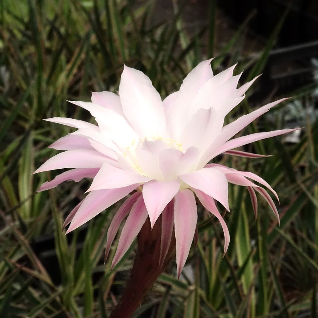 Echinopsis multiplex - Cactus