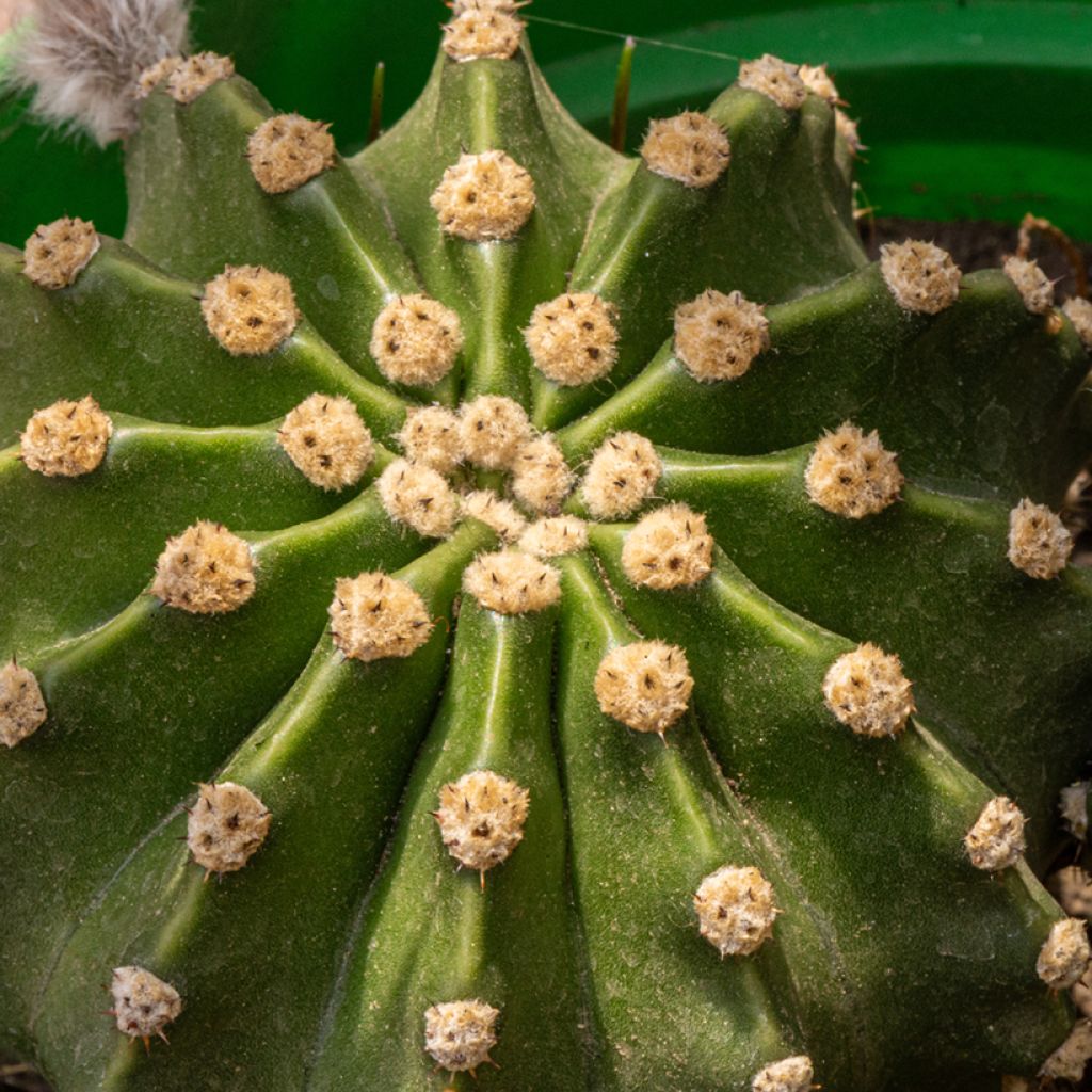 Echinopsis multiplex - Cactus