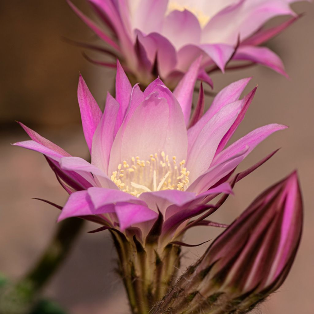 Echinopsis multiplex - Cactus