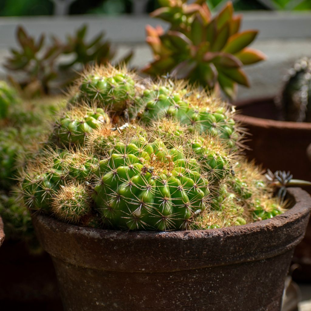 Echinopsis multiplex - Cactus
