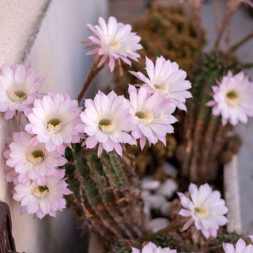 Echinopsis multiplex - Cactus