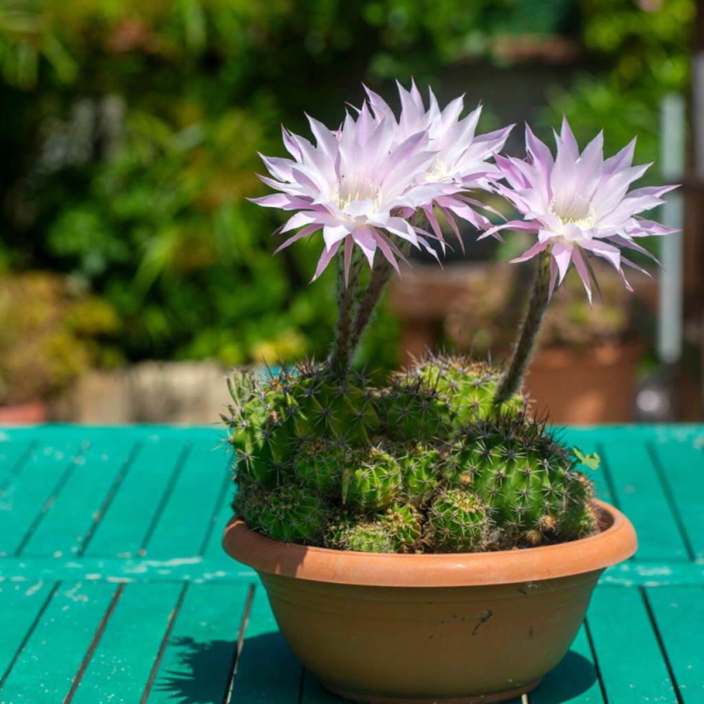 Echinopsis multiplex - Cactus