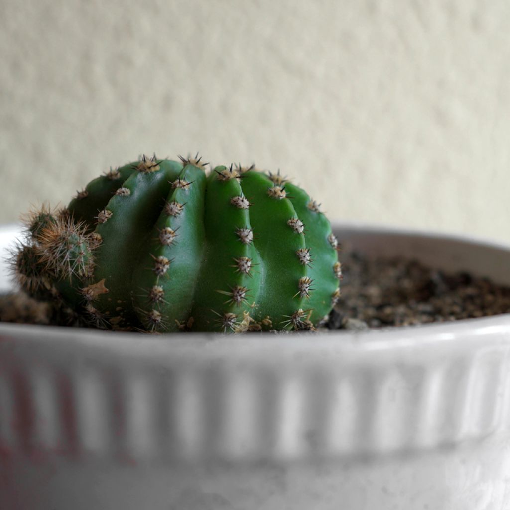 Echinopsis multiplex - Cactus