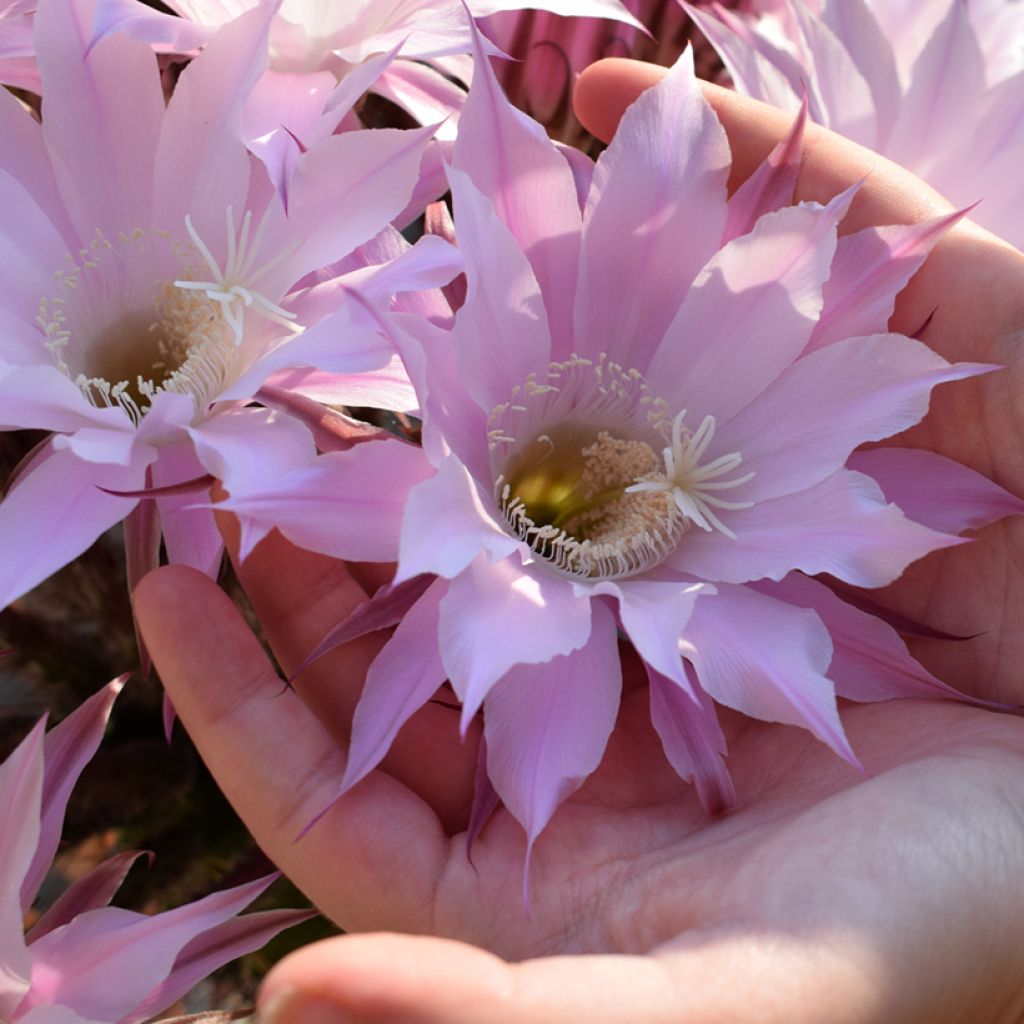 Echinopsis multiplex - Cactus