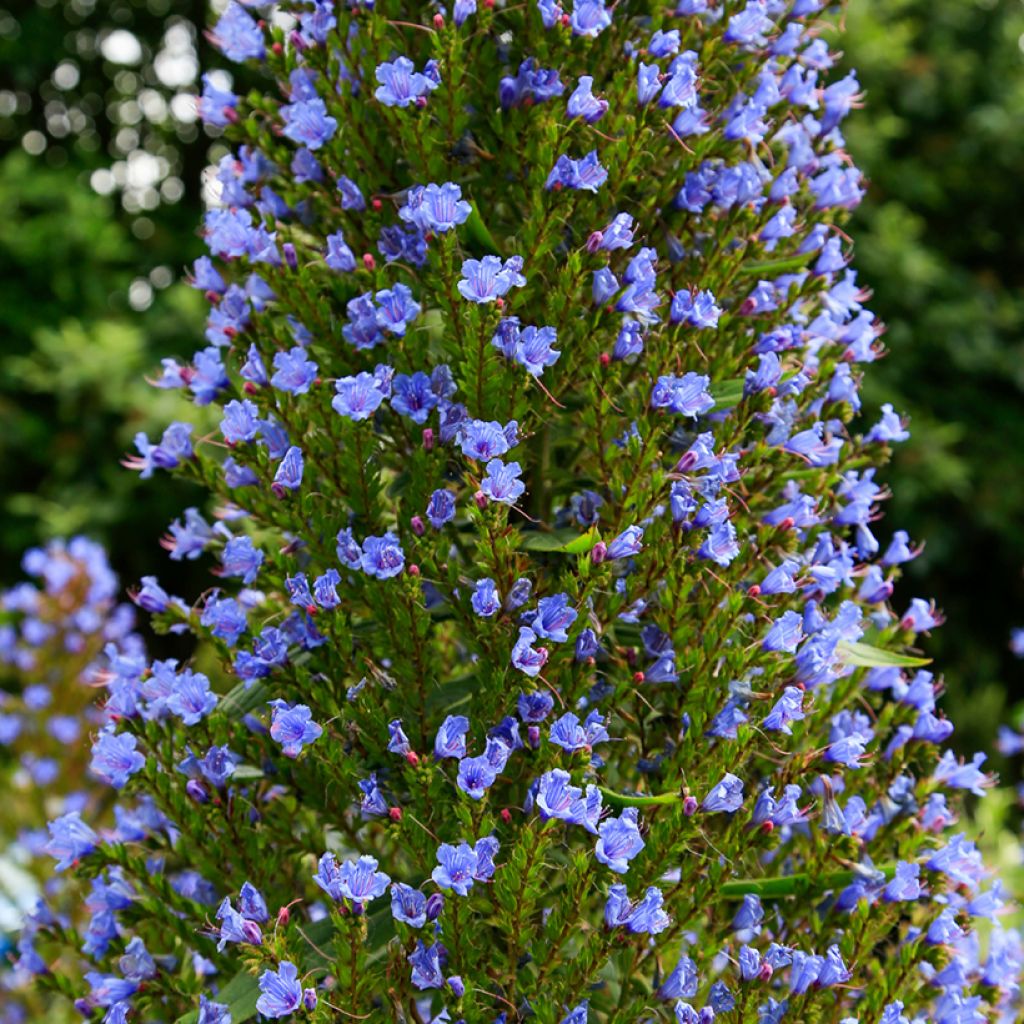 Echium pininana - Tajinaste azul (semillas)