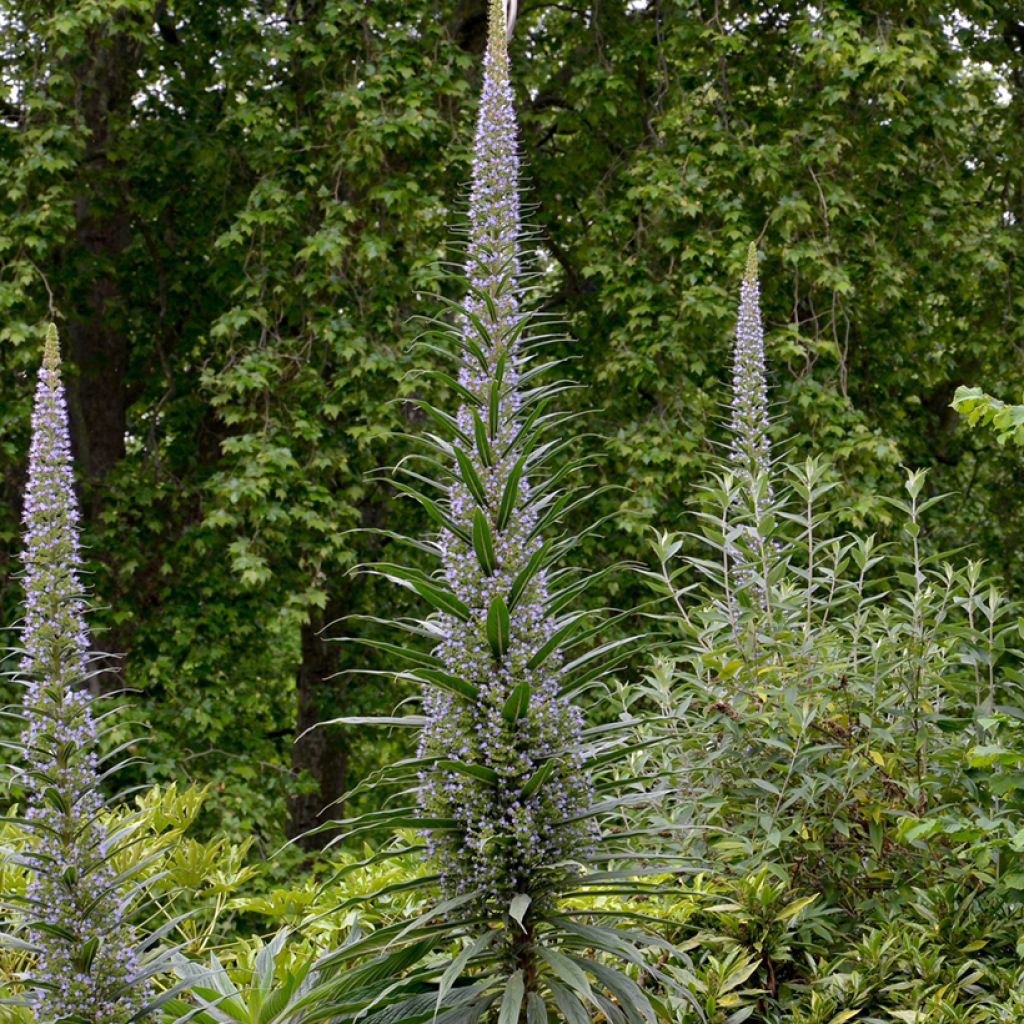 Echium pininana - Tajinaste azul (semillas)