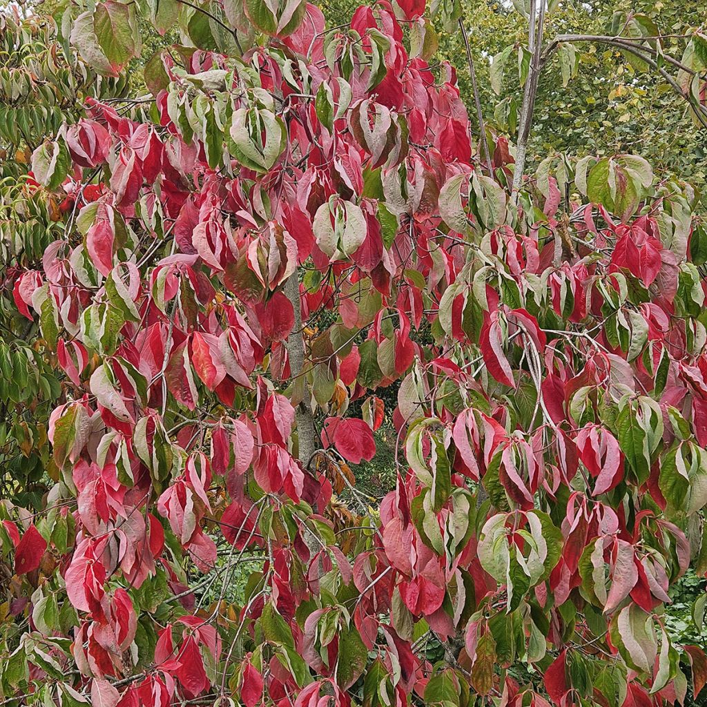 Cornus Eddie's White Wonder