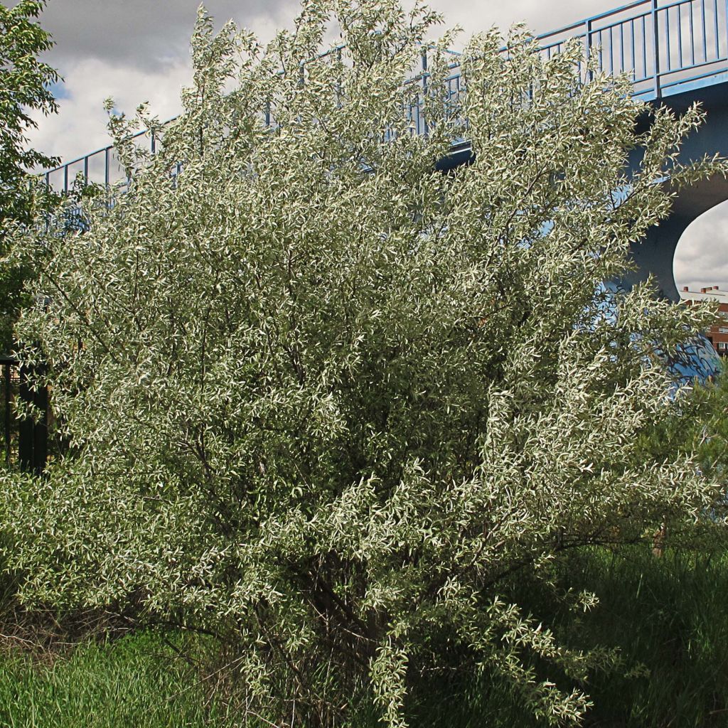 Elaeagnus angustifolia - Árbol del paraíso