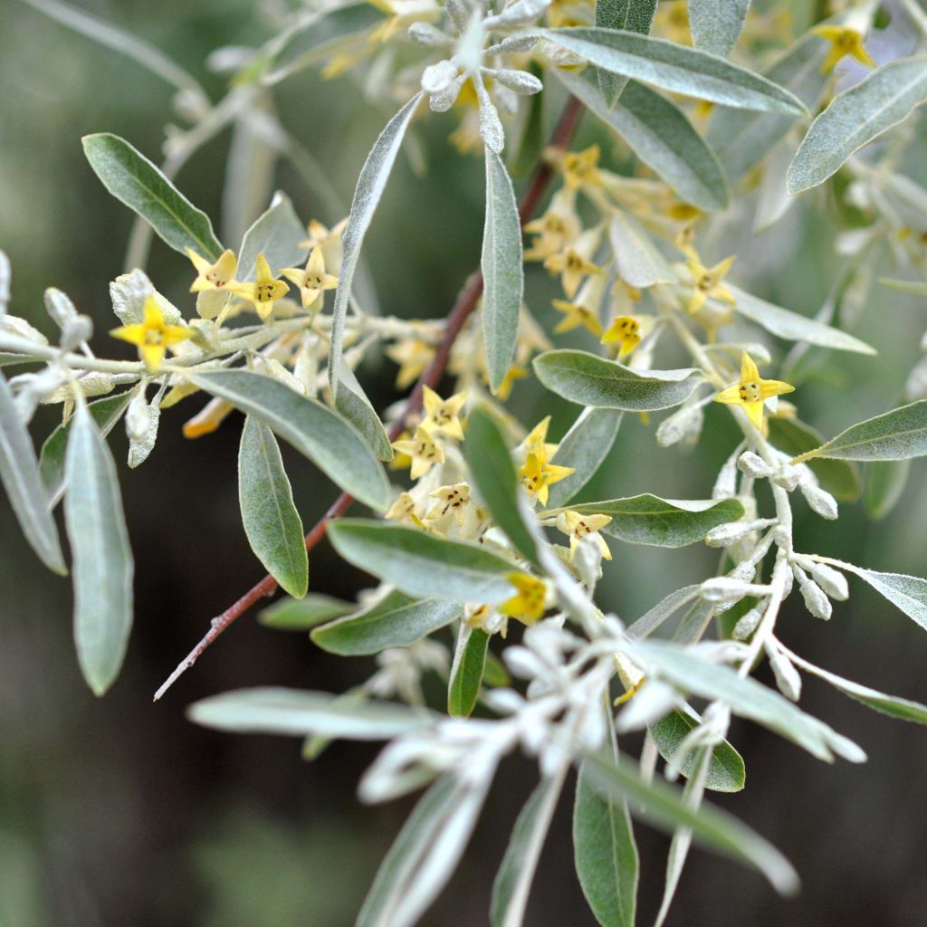 Elaeagnus angustifolia - Árbol del paraíso