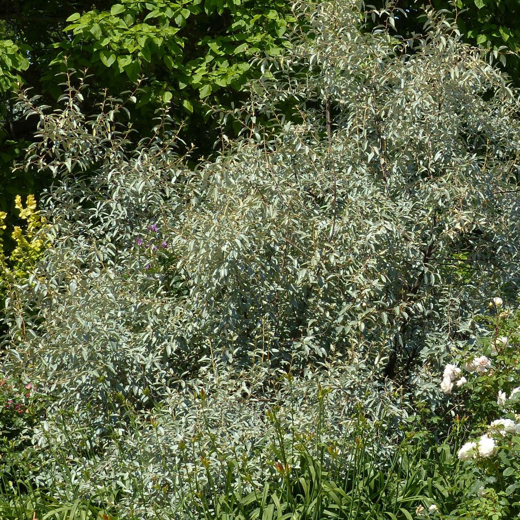 Elaeagnus angustifolia - Árbol del paraíso