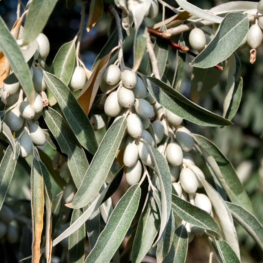 Elaeagnus angustifolia - Árbol del paraíso