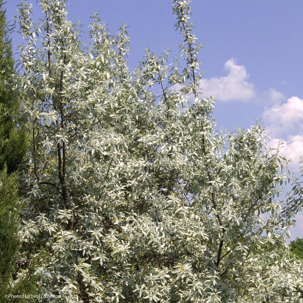Elaeagnus commutata Zempin