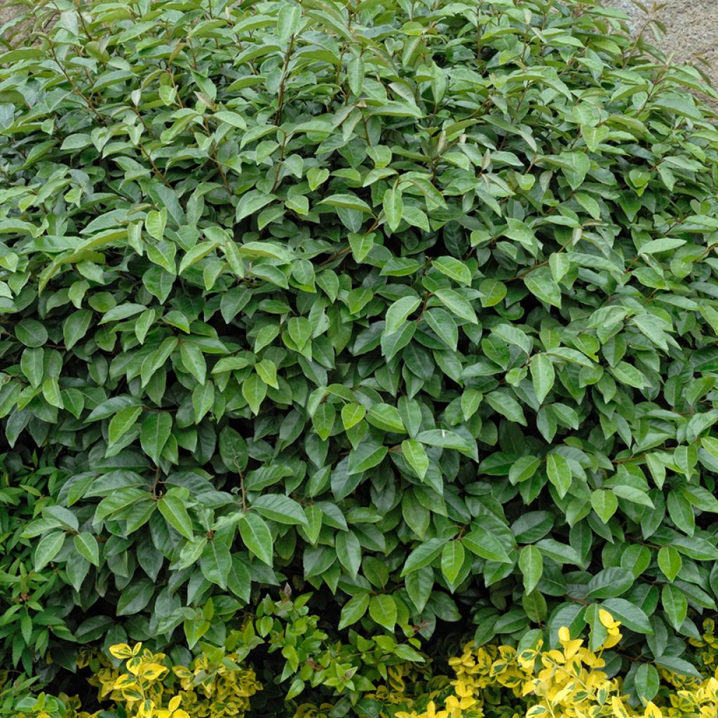 Elaeagnus ebbingei