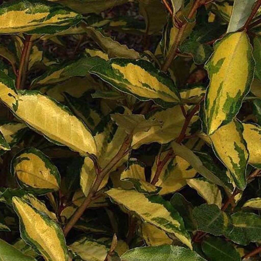 Elaeagnus ebbingei Eleador